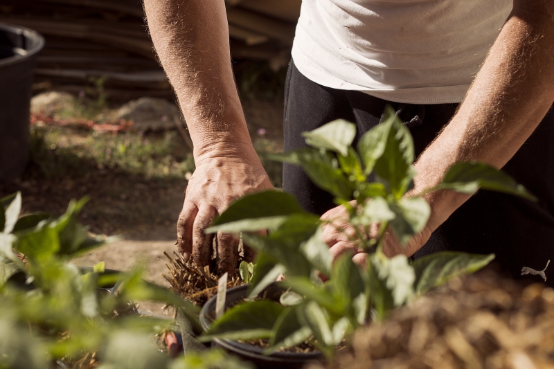 jardinerie-CONSEGUDES-min_garden-5315602